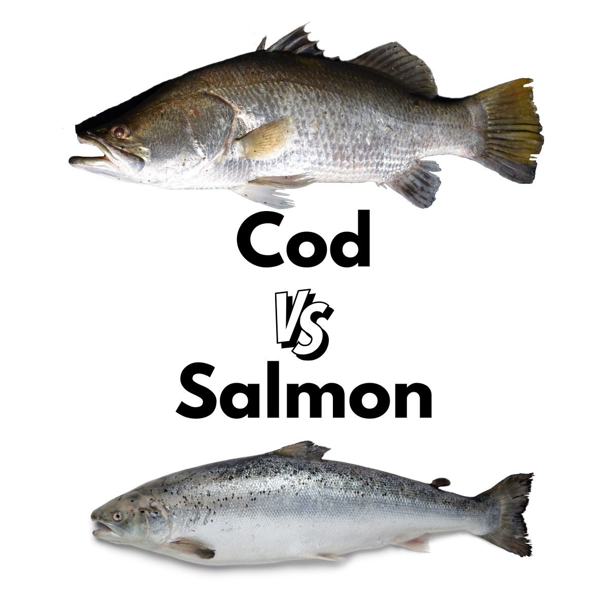 Cod fish and Salmon compared.